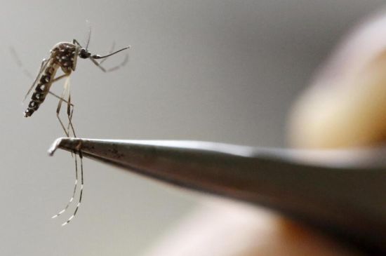 Investigador alerta para o risco de a dengue chegar a Portugal além dos casos importados 
