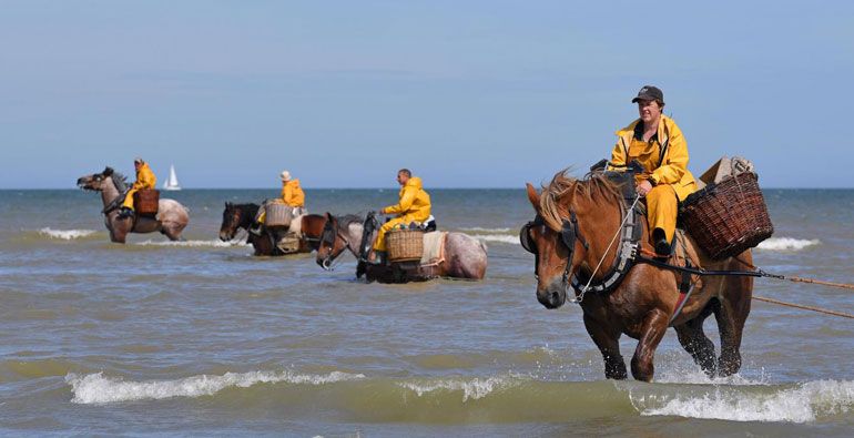 Assis sur leurs chevaux, les pêcheurs de crevettes d’Oostduinkerke (Belgique) sont les derniers à utiliser cette technique. PHOTO FLORENT MOREAU