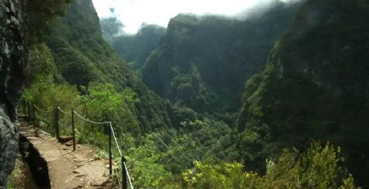 Foto: DR / Floresta Laurissilva